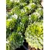 Ешеверия (Sempervivum)